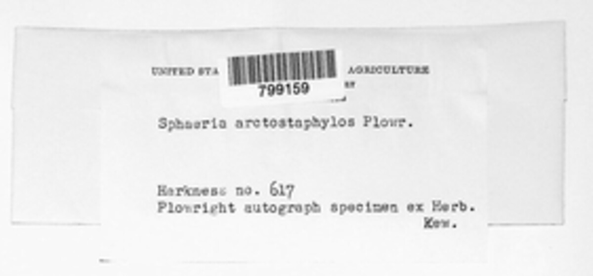 Bagnisiella image